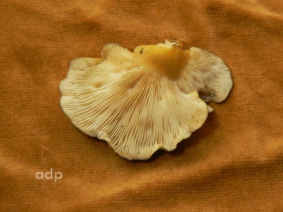 Pleurotus ostreatus (Oyster Mushroom) Alan Prowse